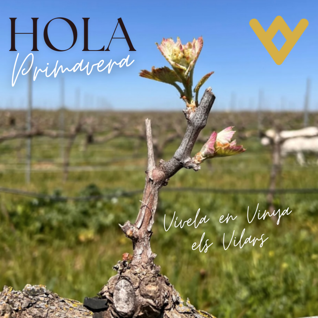 Los primeros brotes verdes anuncian la llegada de la primavera a Vinya els Vilars